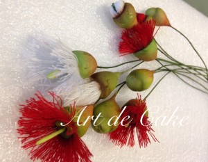 Australian native flowering gum     